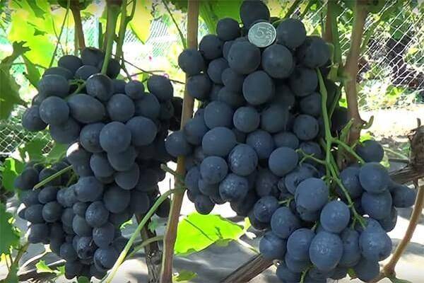 Сорт винограда сфинкс: что нужно знать о нем, описание сорта, отзывы