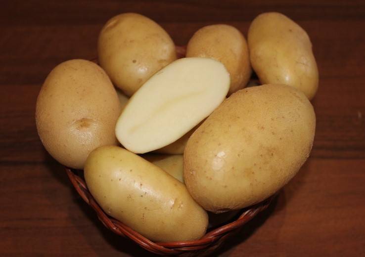 Картофель крепыш: описание сорта, фото, отзывы — selok.info