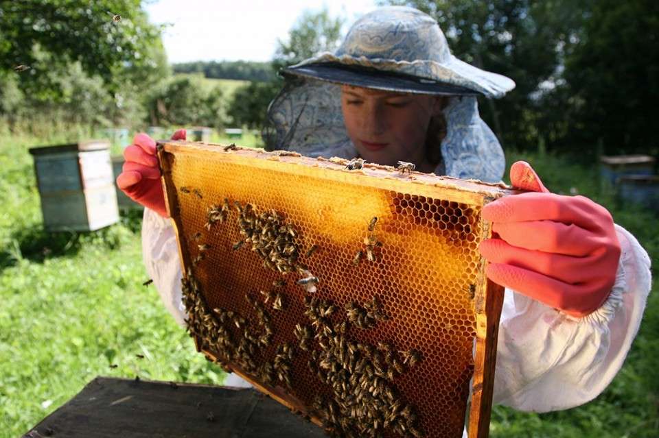 19 вариантов подарков для пчеловода на день рождения