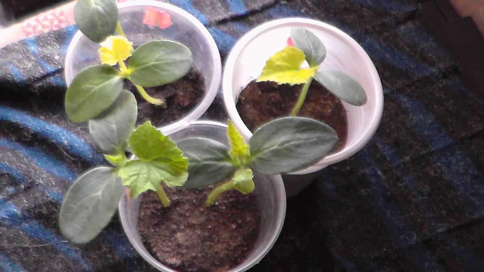 Рассада огурцов вытянулась: что делать с переросшими растениями, как посадить |