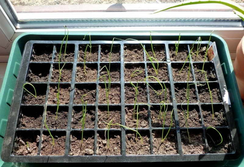 Как правильно выращивать лук-порей