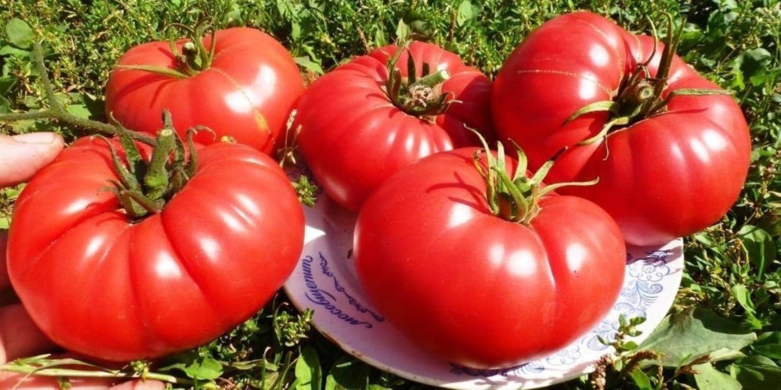 Описание томата золото востока, преимущества и техника выращивания сорта