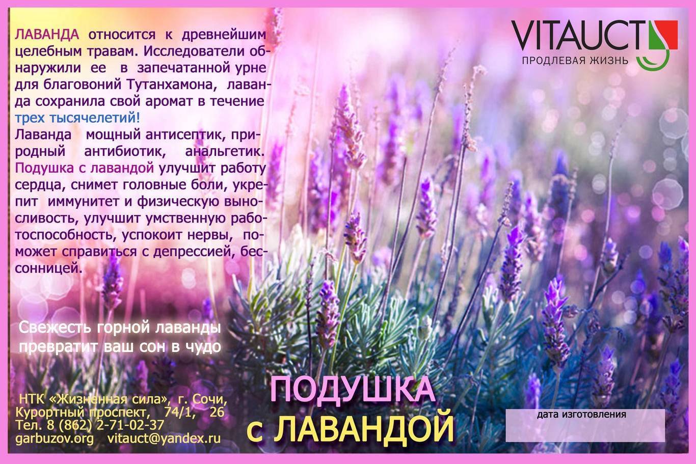 Лекарственные свойства лаванды — floraprice.ru