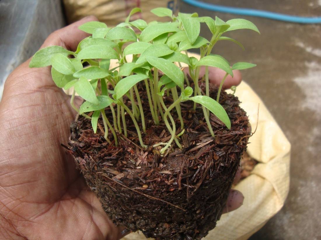 Выращивание и уход за баклажанами в открытом грунте