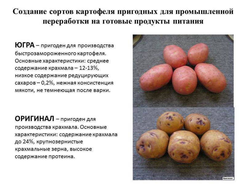 Картофель: урожайные сорта, характеристика, способы посадки, уход