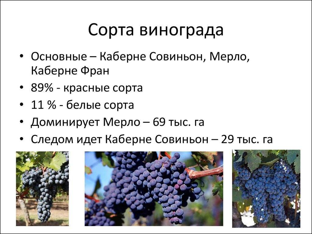 Описание и характеристики винограда сорта Каберне, посадка и уход