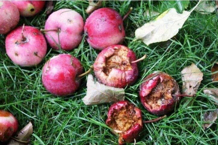 Плодовая гниль — лечение и меры борьбы с монилиозом на яблоне