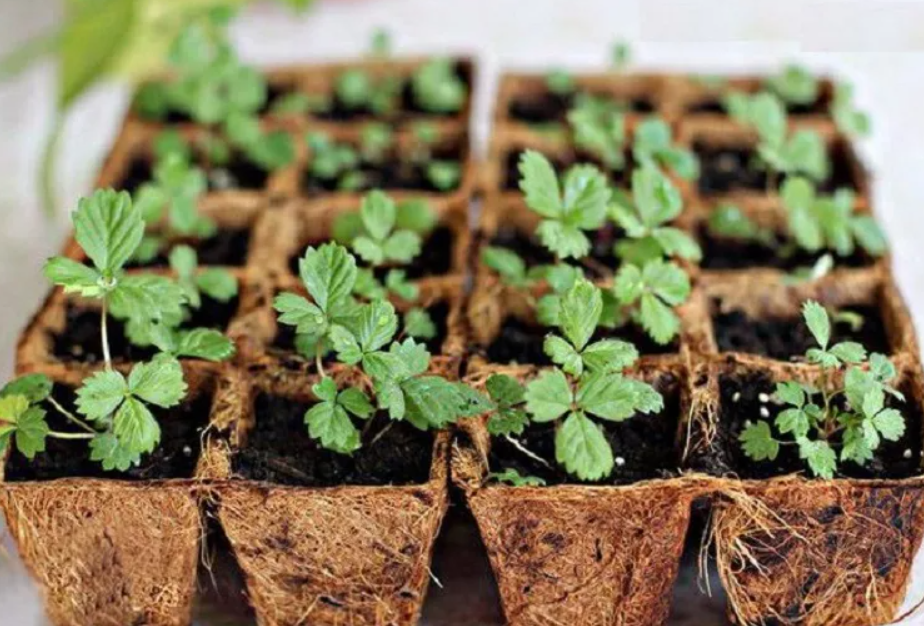 Можно ли вырастить клубнику из семян и как то сделать дома