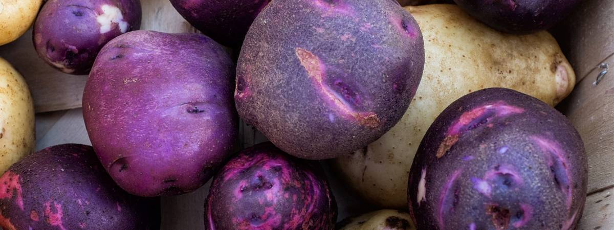 Фиолетовая картошка: описание сорта, полезные свойства, отзывы