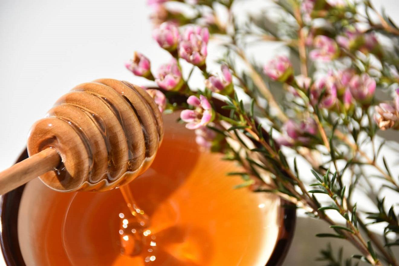 Что такое мёд манука [свойства] использование от прыщей - медовый сундучок