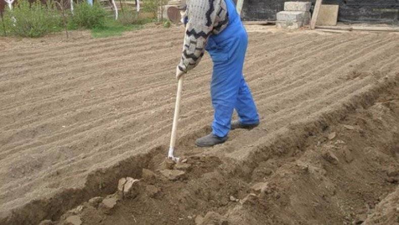 ᐉ как быстро выкопать картошку лопатой - godacha.ru