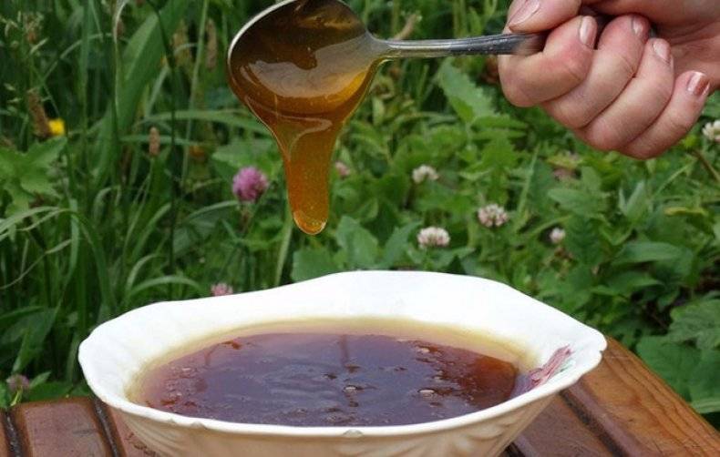 Дягилевый мед: полезные свойства и противопоказания, из чего делается, как отличить подделку