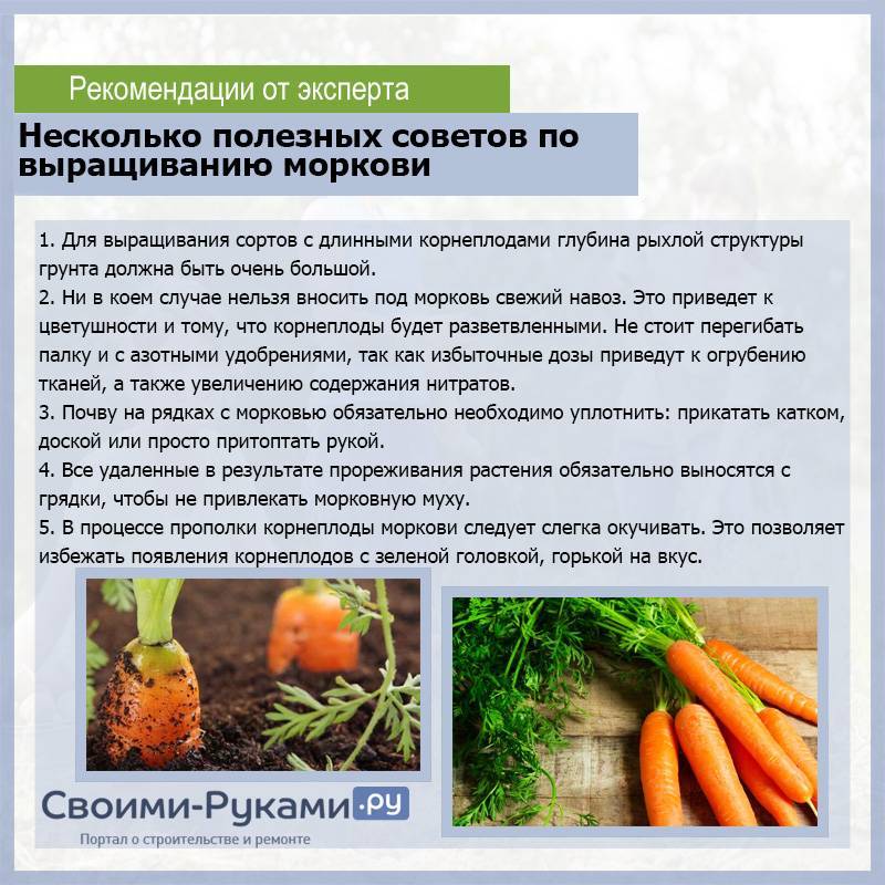 Посадка моркови осенью под зиму лучшие сорта, оптимальные сроки