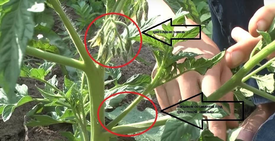 Как пасынковать помидоры в открытом грунте и теплице: пошаговое руководство с видео