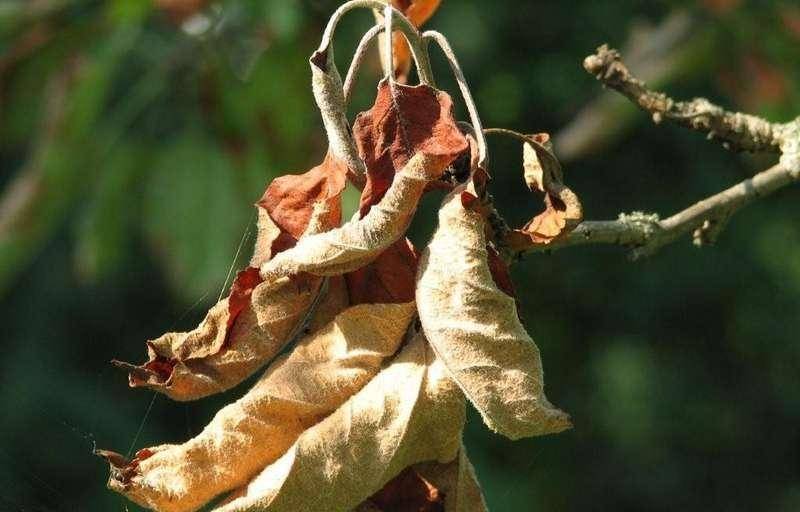 Почему вянут листья у черешни: причины, основные заболевания и вредители, что делать