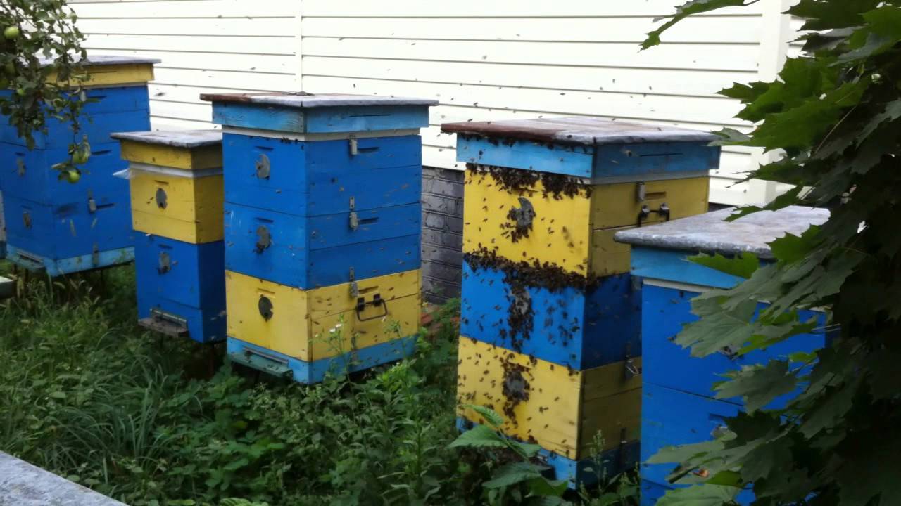 Пчелиное воровство: что делать когда уже началось, как бороться осенью