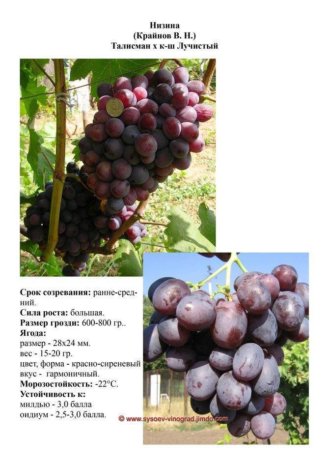 Характеристики виноградного сорта столетие