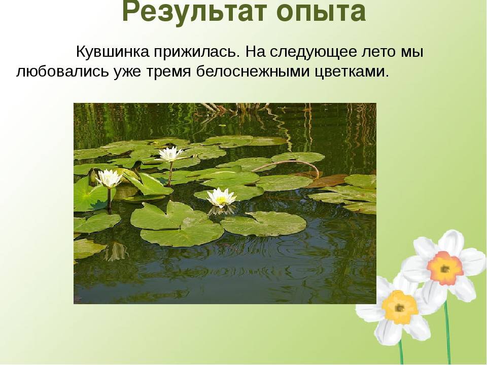 Водяная лилия: фото растения, что за цветок, посадка и уход