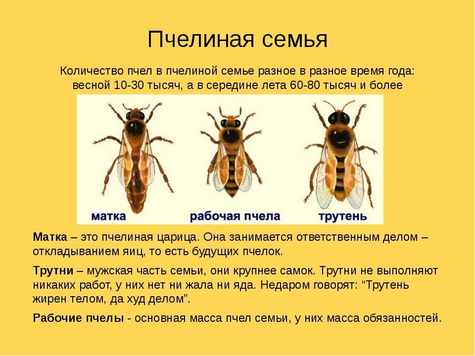 Сколько живет рабочая пчела, трутень и матка летом и зимой