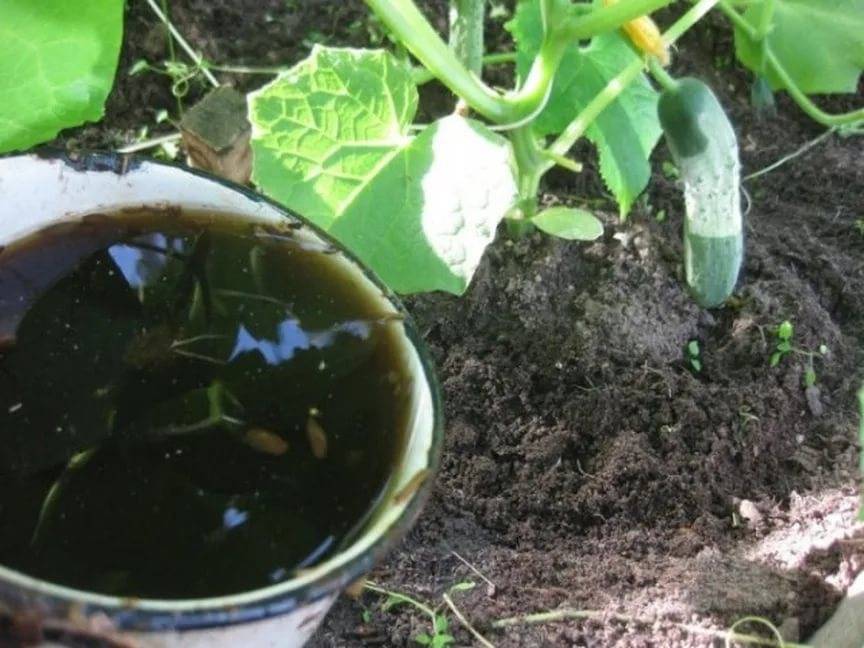 Подкормка огурцов: чем полить для роста и большого урожая