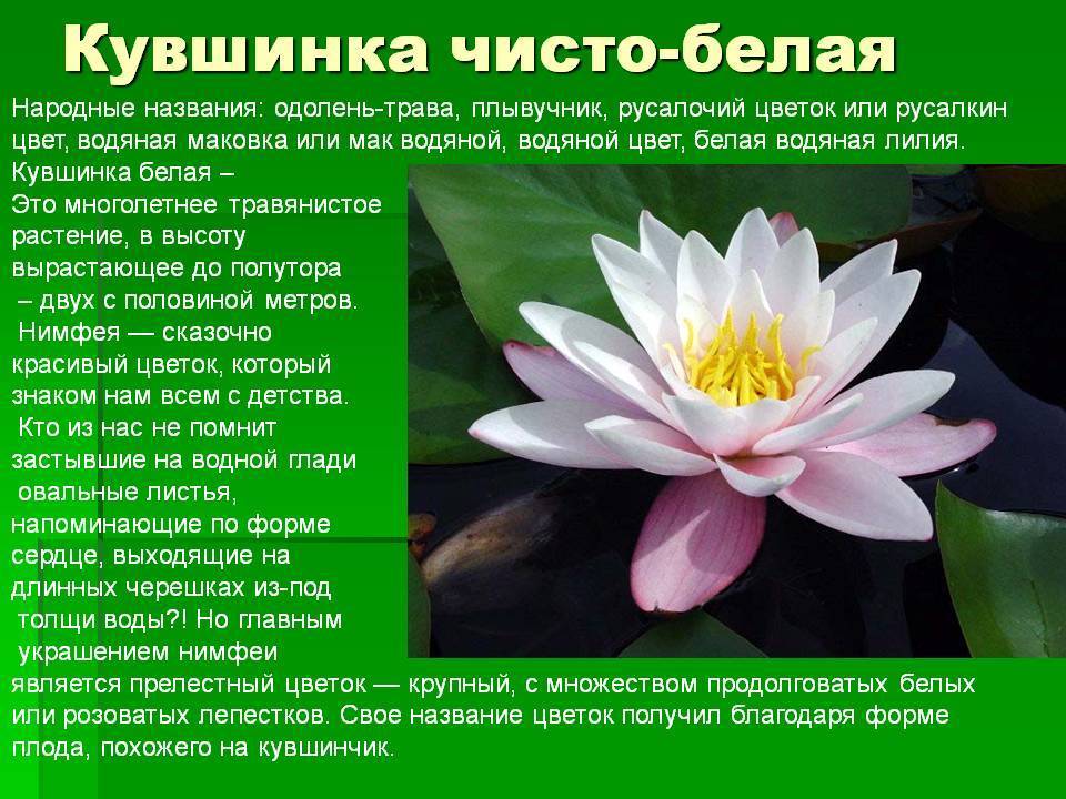 Водяная лилия: фото растения, что за цветок, посадка и уход_ | speakingflower.ru