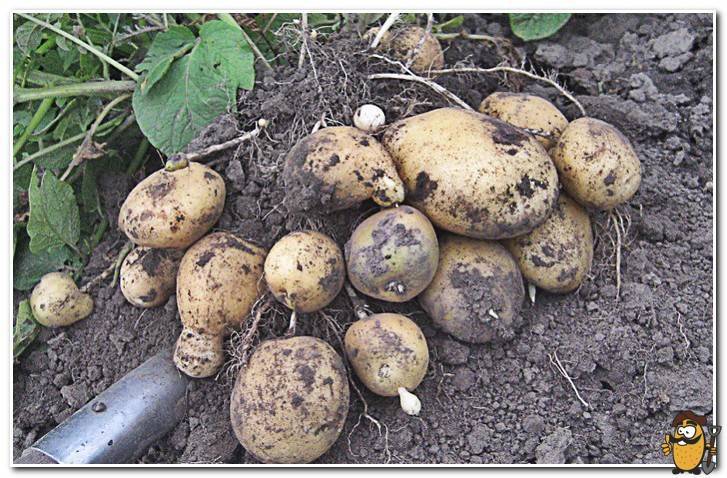 Картофель сантэ: характеристика и описание сорта, фото, отзывы – сад и огород своими руками