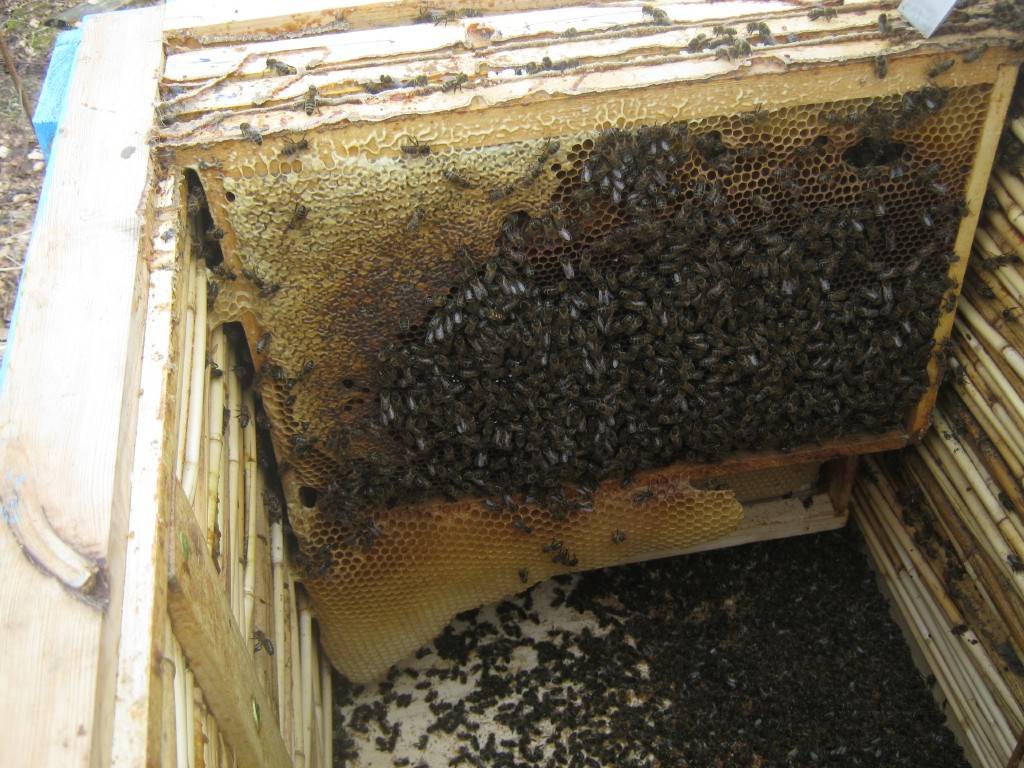 Соты: как производятся пчёлами, польза и вред для организма человека
