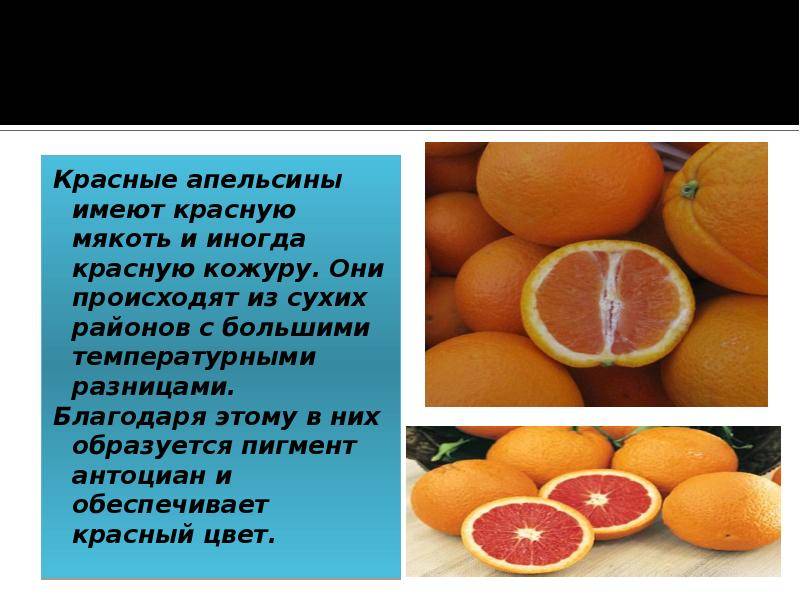 Чем полезен апельсин: свойства фрукта и его вред для организма