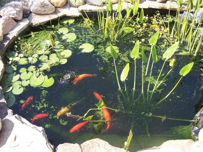 Как разводить рыбу в маленьком пруду на дачном участке