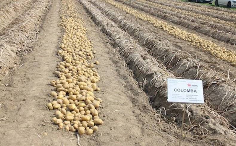 Характеристика и описание сорта картофеля коломбо