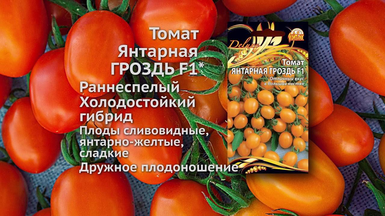 Томат бурая гроздь f1: характеристика и описание сорта от производителей партнеров, отзывы об урожайности помидоров, фото куста и видео