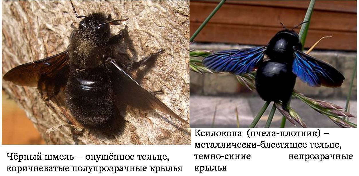 Черный шмель-плотник с синими крыльями (фото): чем опасен и какой укус насекомого