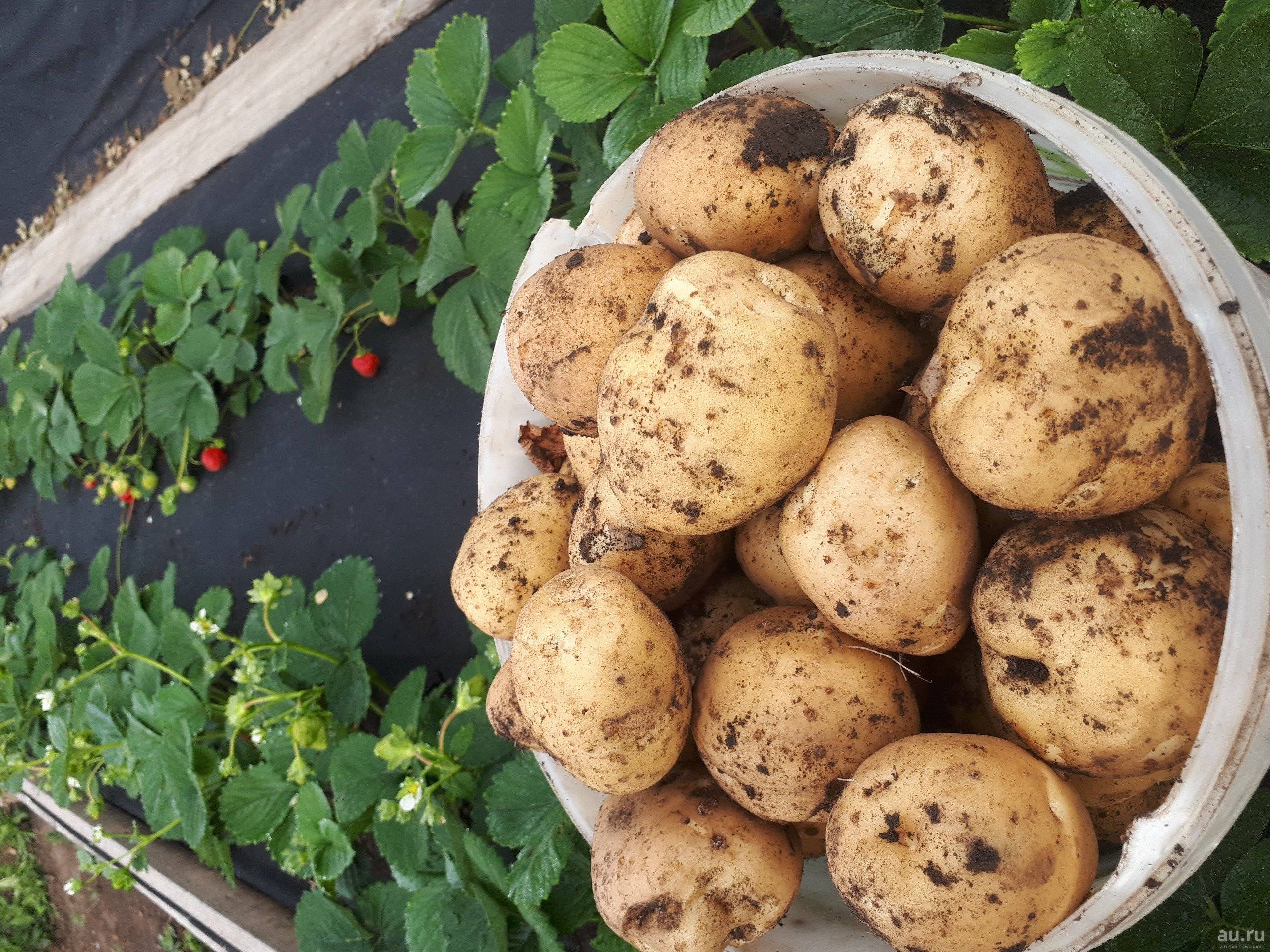 Когда убирать картофель - сроки и признаки зрелости клубней? правильная уборка картофеля и подготовка к хранению и на посадку на следующий год