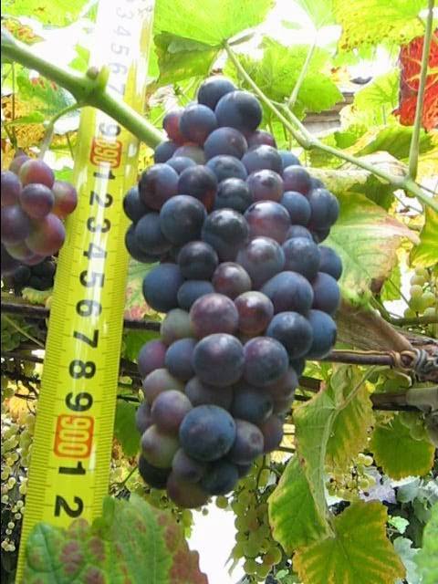 Виноград преображение: отзывы, фото, описание сорта, посадка и уход, выращивание, обрезка