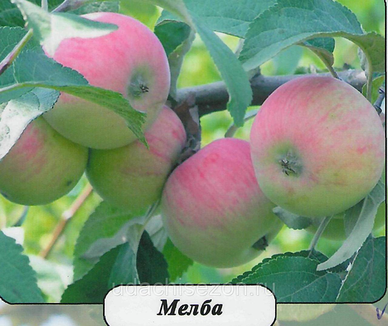 Яблоня мельба: описание сорта, посадка, выращивание и уход