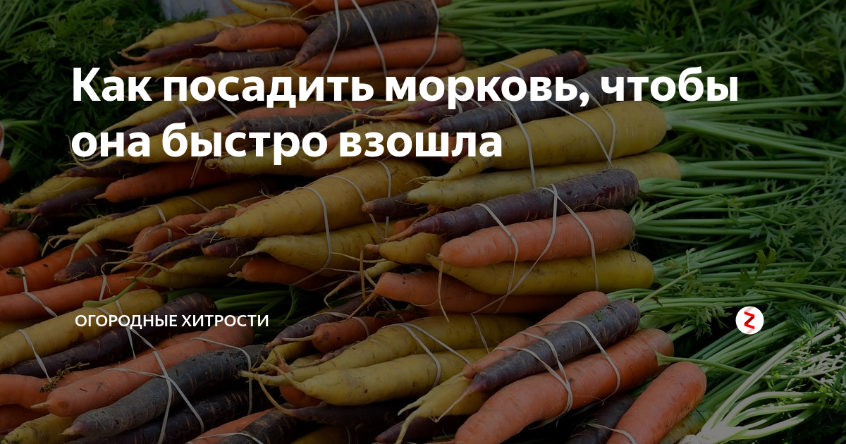 Что случилось с морковью? проблемы с урожаем на supersadovnik.ru