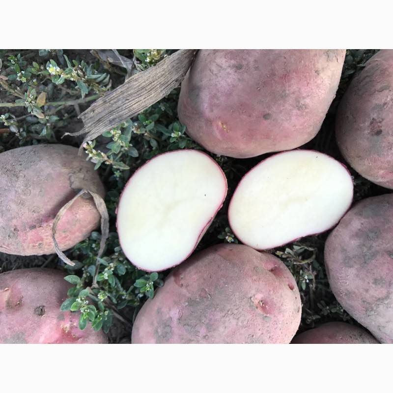 Картофель рокко: описание сорта, фото, отзывы, особенности выращивания и уход