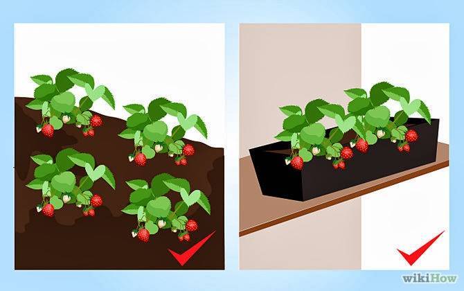 Как выращивать вкусную землянику круглый год дома