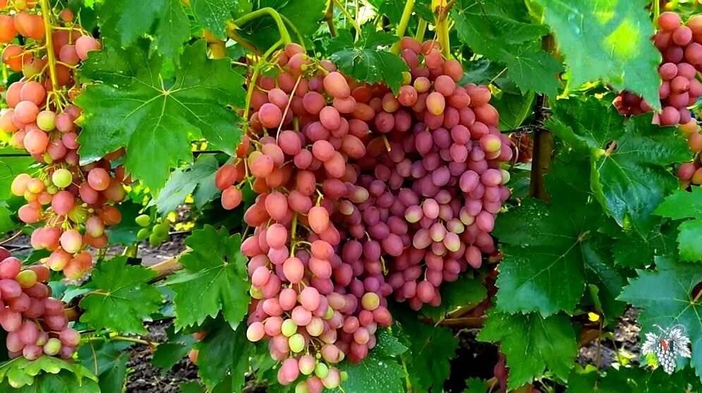 Виноград кишмиш лучистый - характеристика, описание ухода