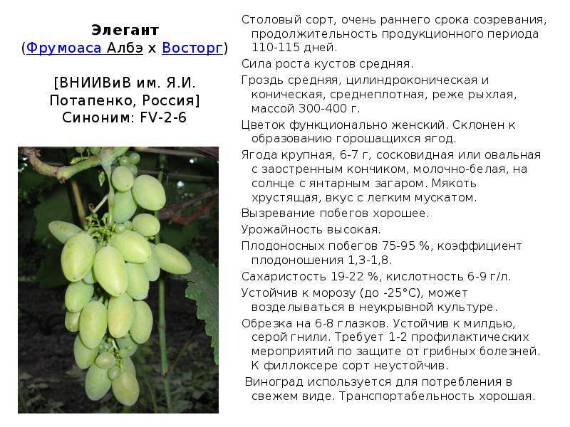 Сорт винограда юбилей новочеркасска — описание отзывы уход