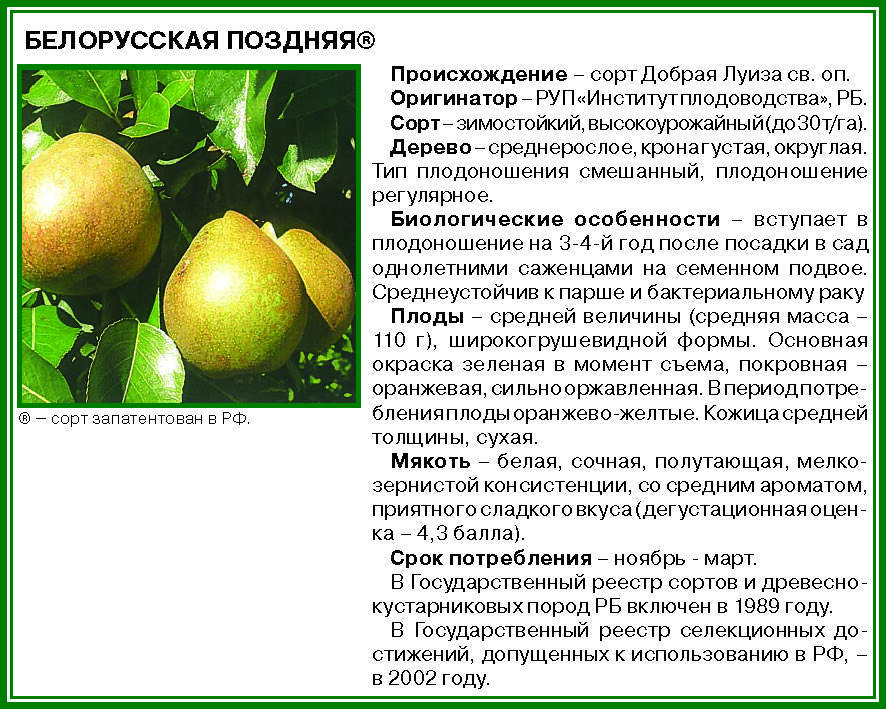 Высокоурожайный сорт груши велеса: советы по выращиванию