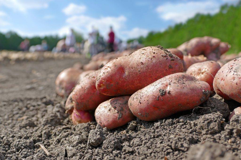 Картофель романо: описание и характеристика сорта, правила выращивания, фото