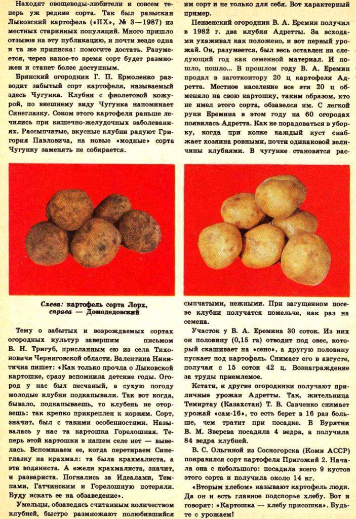 Картофель лорх: описание, характеристика и вкусовые качества, особенности выращивания, фото
