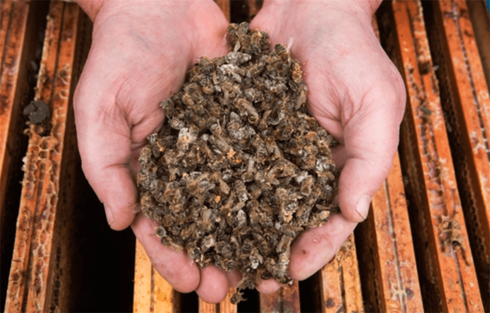 Пчелиный подмор: лечебные свойства, применение, состав