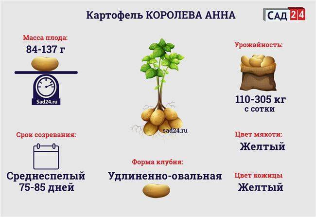 Картофель удача: описание сорта, особенности выращивание и ухода, отзывы