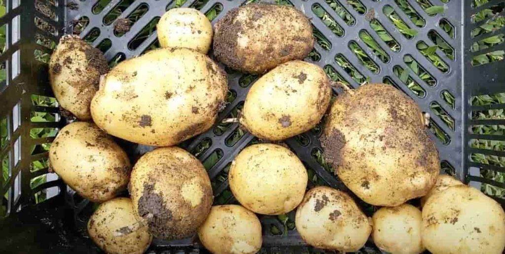 Удача — неприхотливый и урожайный отечественный сорт картофеля