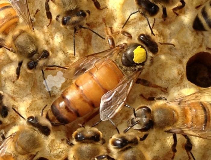 Пчелы «бакфаст» — обзор известной породы