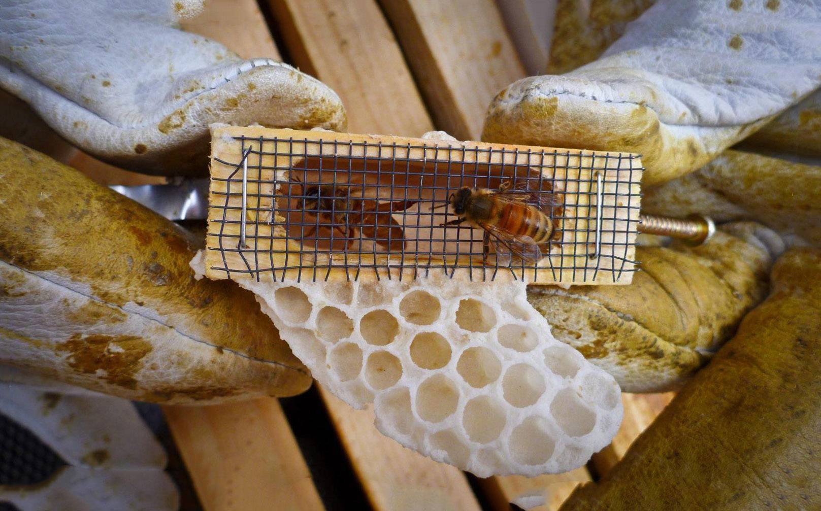 Как вывести матку для пчел: календарь и способы искусственного вывода для начинающих в инкубаторах