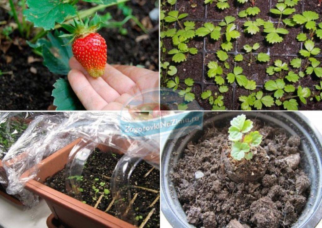 Выращивание клубники из семян в домашних условиях: когда и как сажать семенами, выбор сорта, грунта, емкости, посев семян и ухода за рассадой