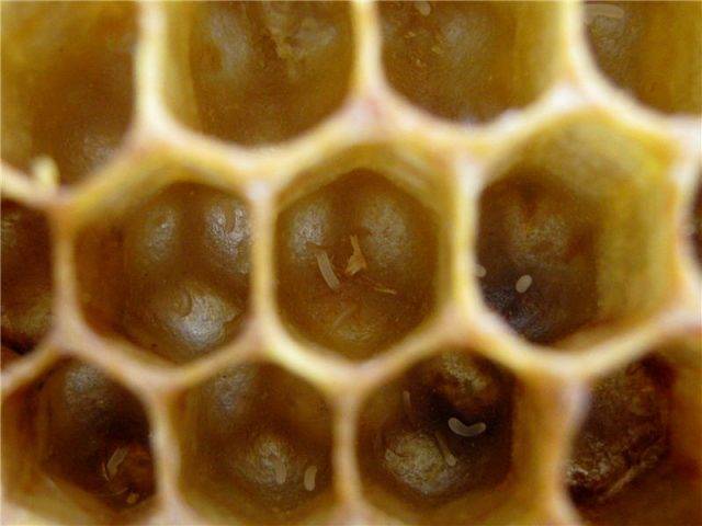 Пчелиная матка – описание, как выглядит, виды и способы разведения